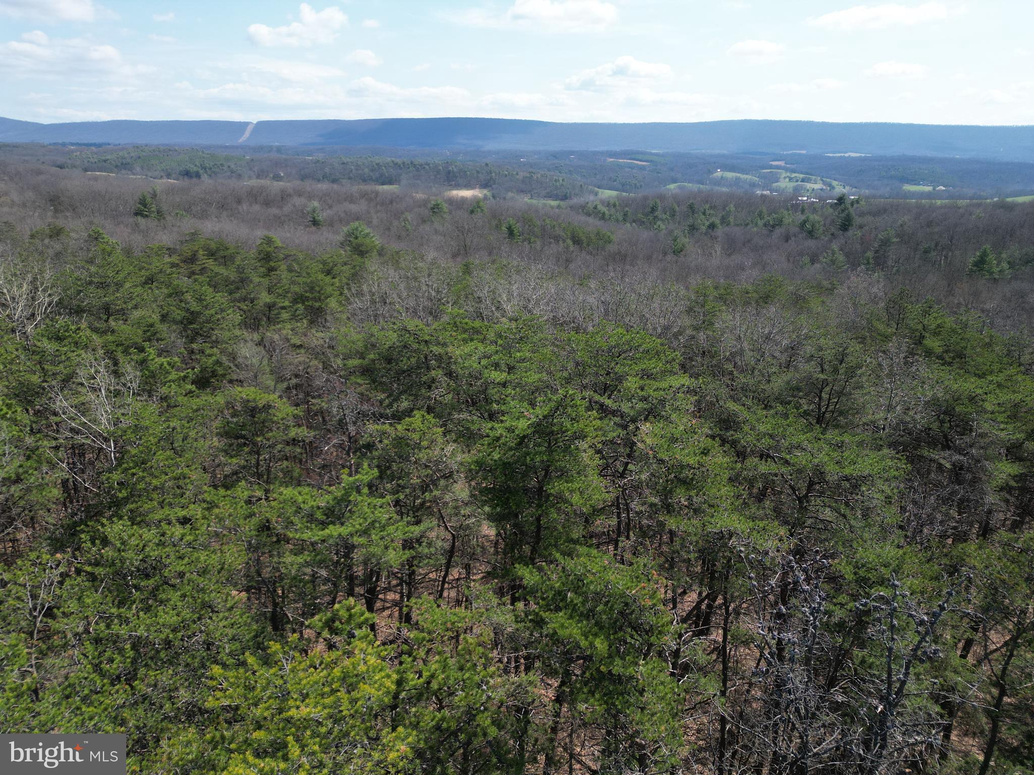 a view of a lush green forest with lush green forest