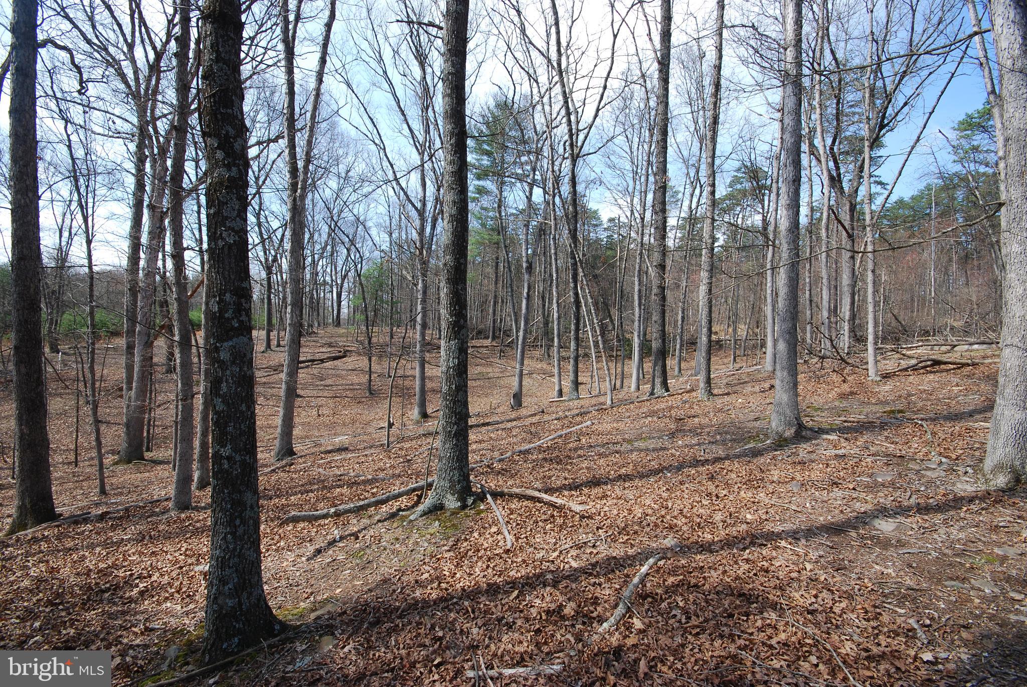 Martin Lane Berkeley Springs, WV 25411 - Photo 15 of 29 a view of outdoor space with trees
