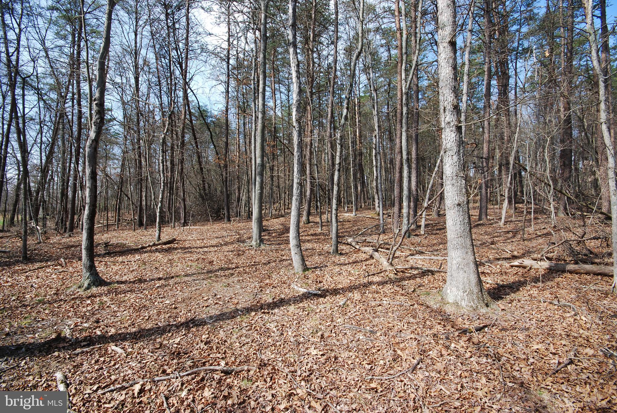Martin Lane Berkeley Springs, WV 25411 - Photo 16 of 29 a backyard of a house with lots of green space