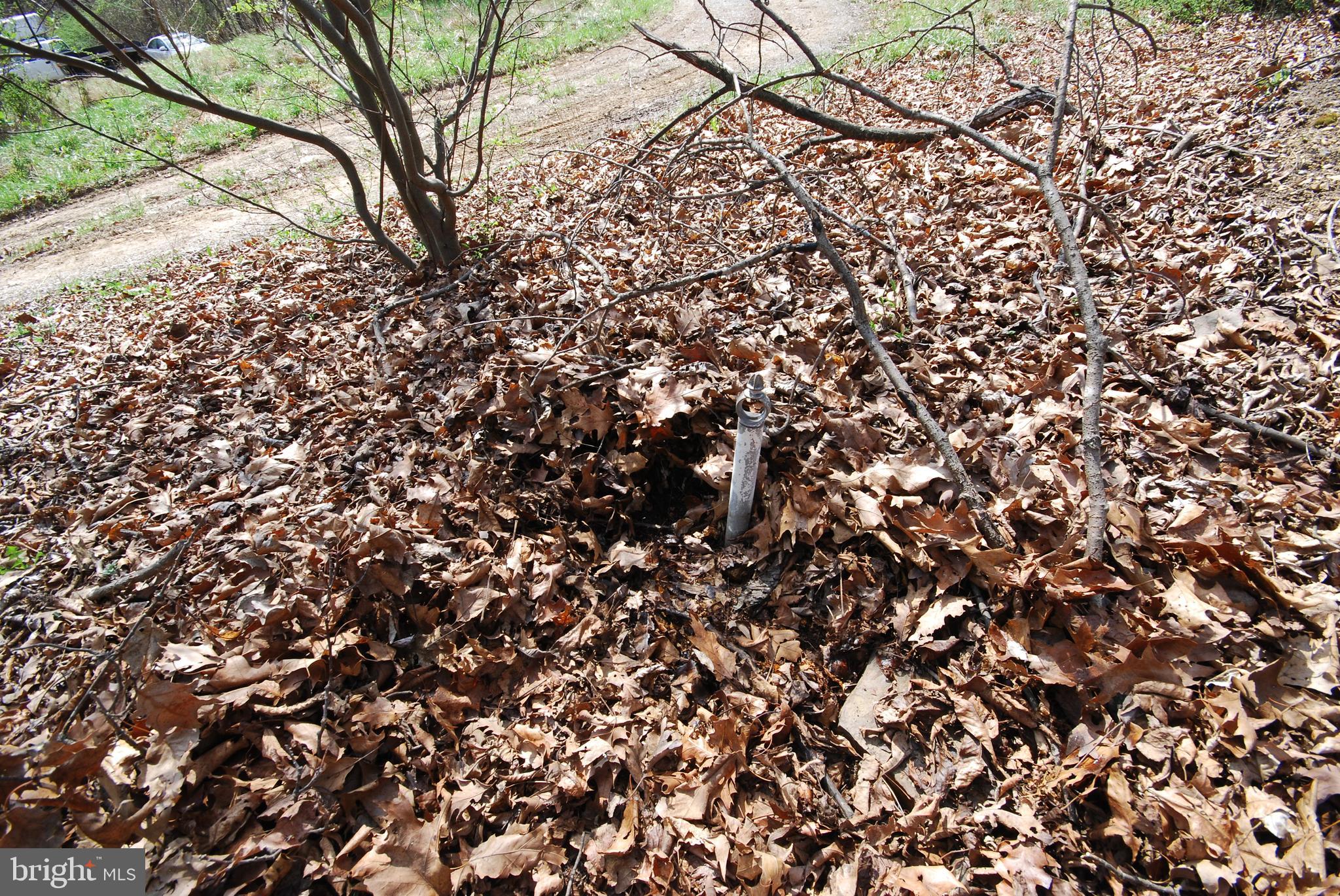 Martin Lane Berkeley Springs, WV 25411 - Photo 22 of 29 a view of a tree