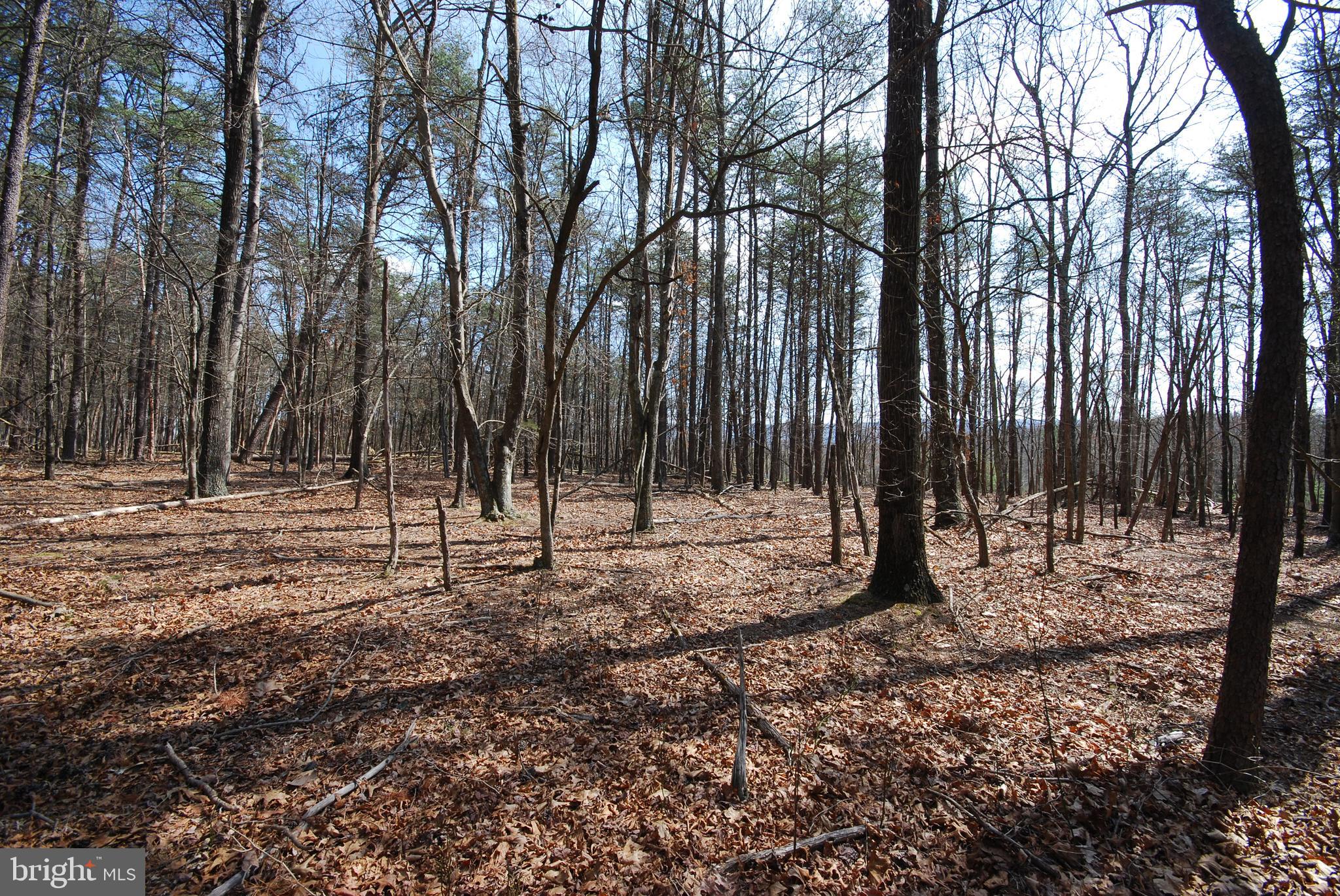 Martin Lane Berkeley Springs, WV 25411 - Photo 25 of 29 a view of outdoor space with lots of trees