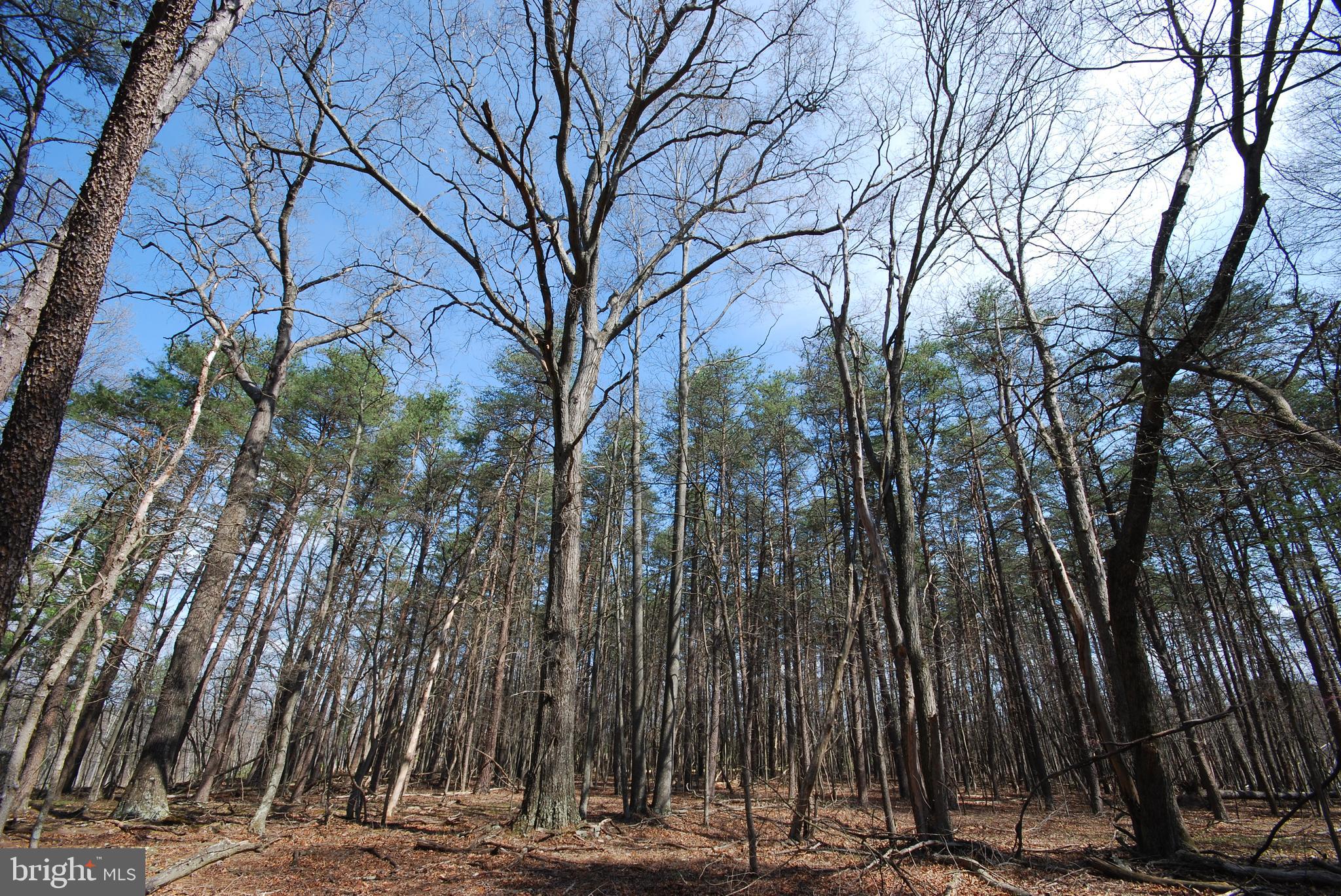 Martin Lane Berkeley Springs, WV 25411 - Photo 4 of 29 a view of a backyard of the house