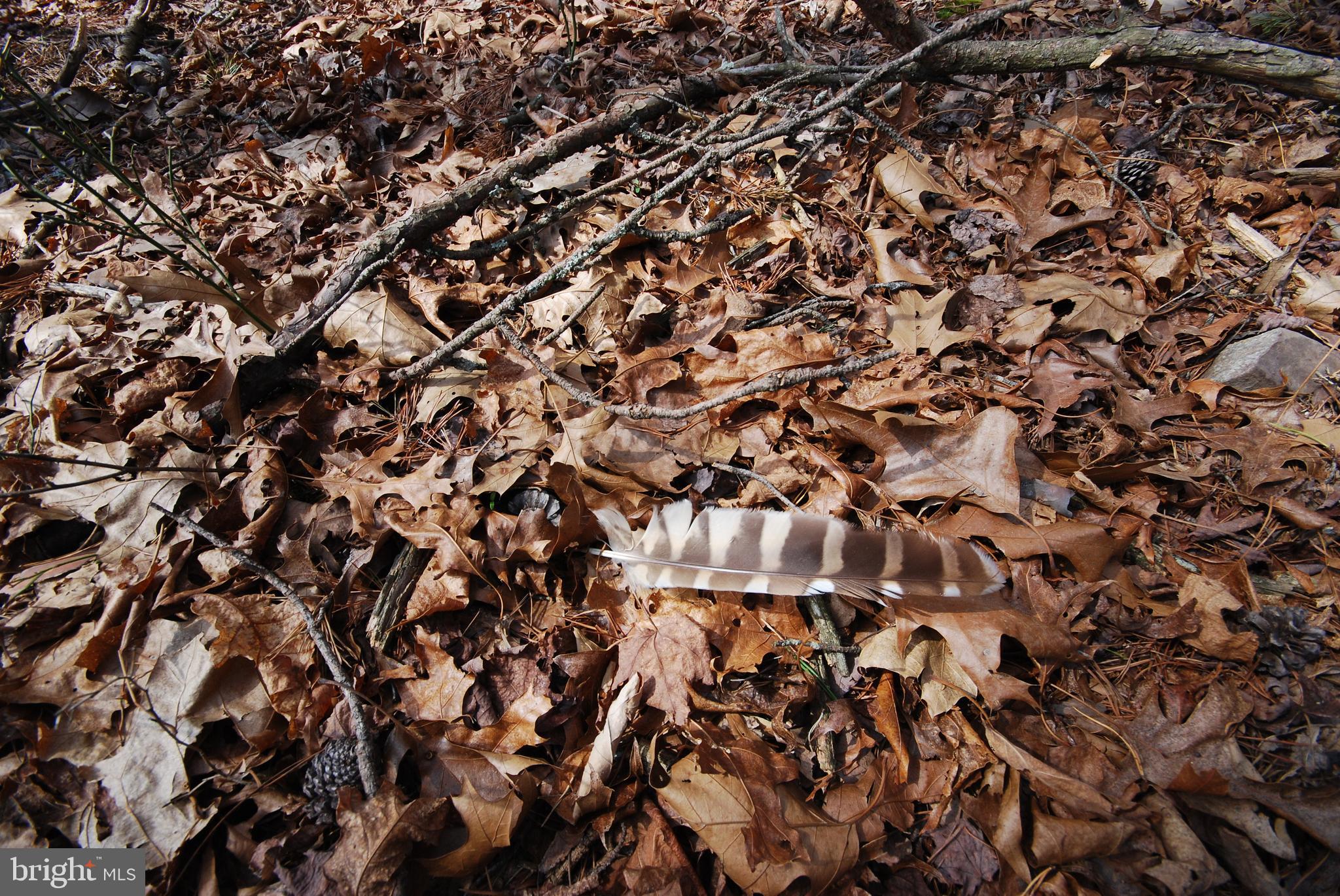 Martin Lane Berkeley Springs, WV 25411 - Photo 5 of 29