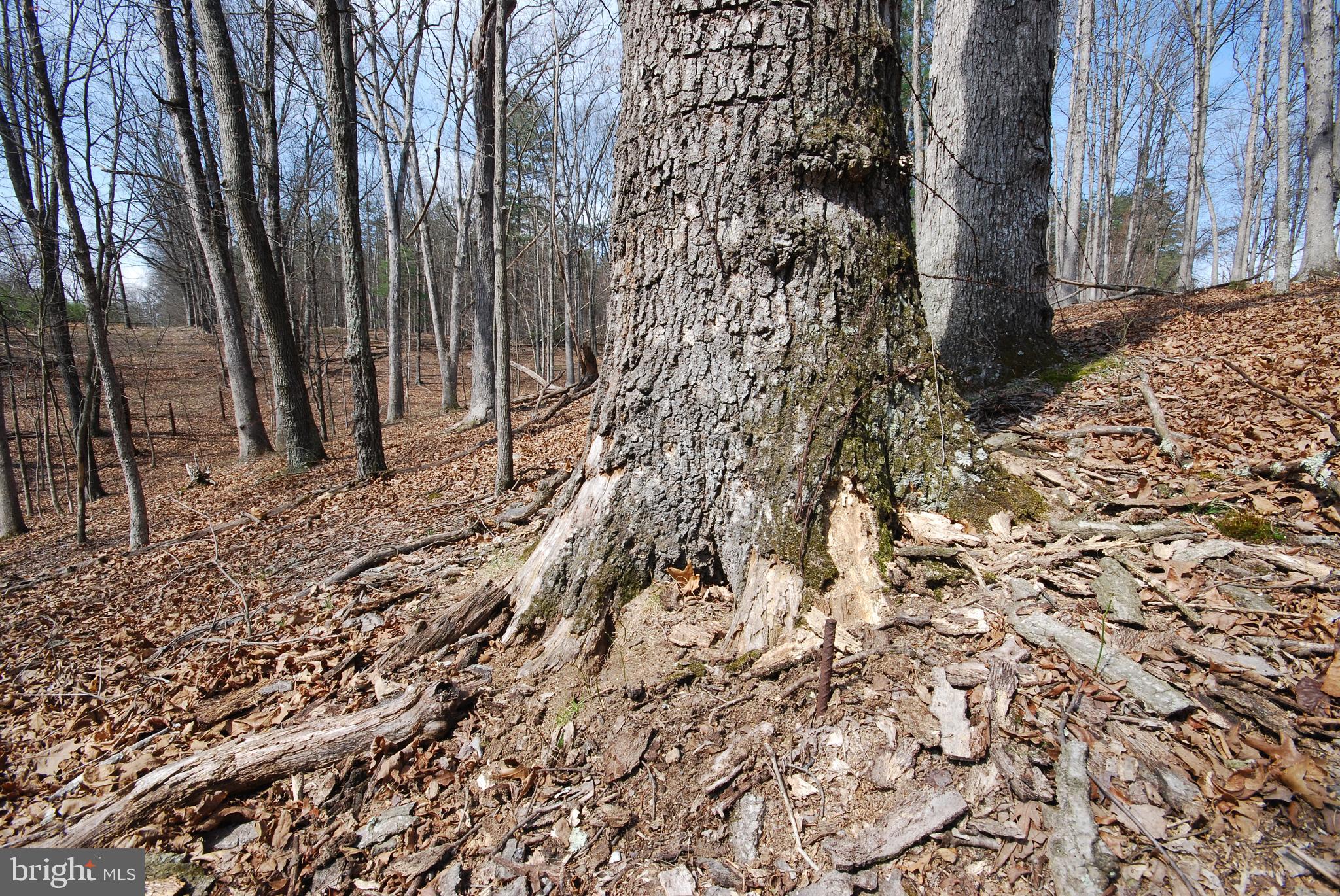 Martin Lane Berkeley Springs, WV 25411 - Photo 6 of 29 a backyard of a house with lots of green space