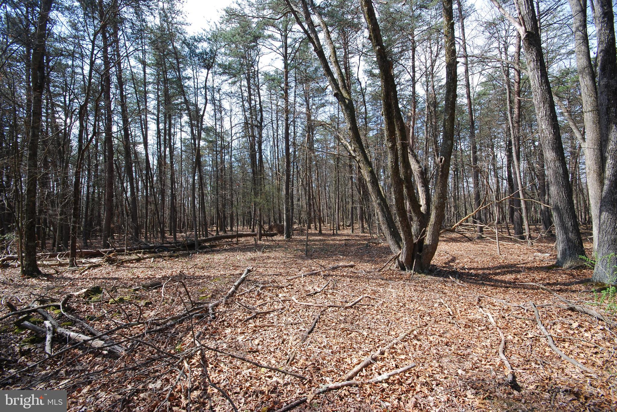 Martin Lane Berkeley Springs, WV 25411 - Photo 8 of 29 a view of a backyard with large trees