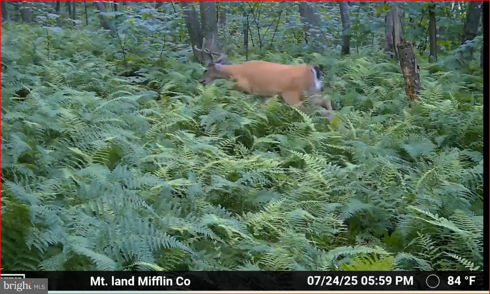 0 Carlisle Gap Road Lewistown, PA 17044 - Photo 41 of 53