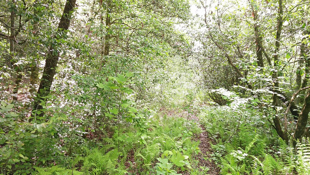 Lot 9 Mcdonald Road Murphy, NC 28906 - Photo 4 of 12