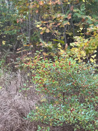 $169,000 | 0 Beechland Road, Ellsworth, ME 04605