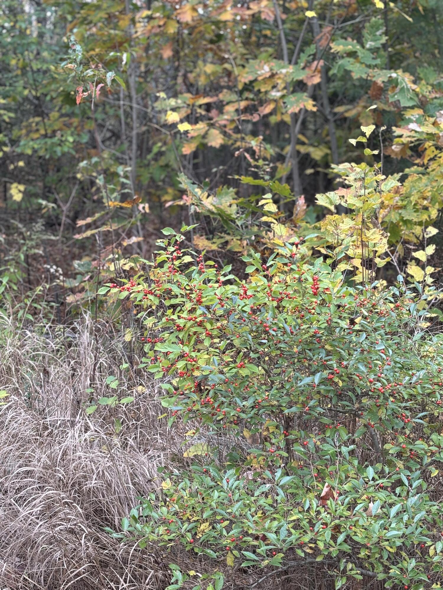 0 Beechland Road Ellsworth, ME 04605 - Photo 17 of 22 IMG_2197