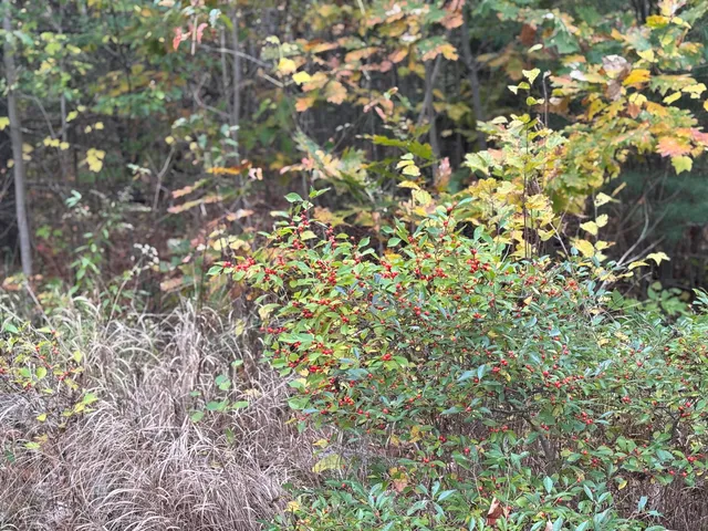 $169,000 | 0 Beechland Road, Ellsworth, ME 04605