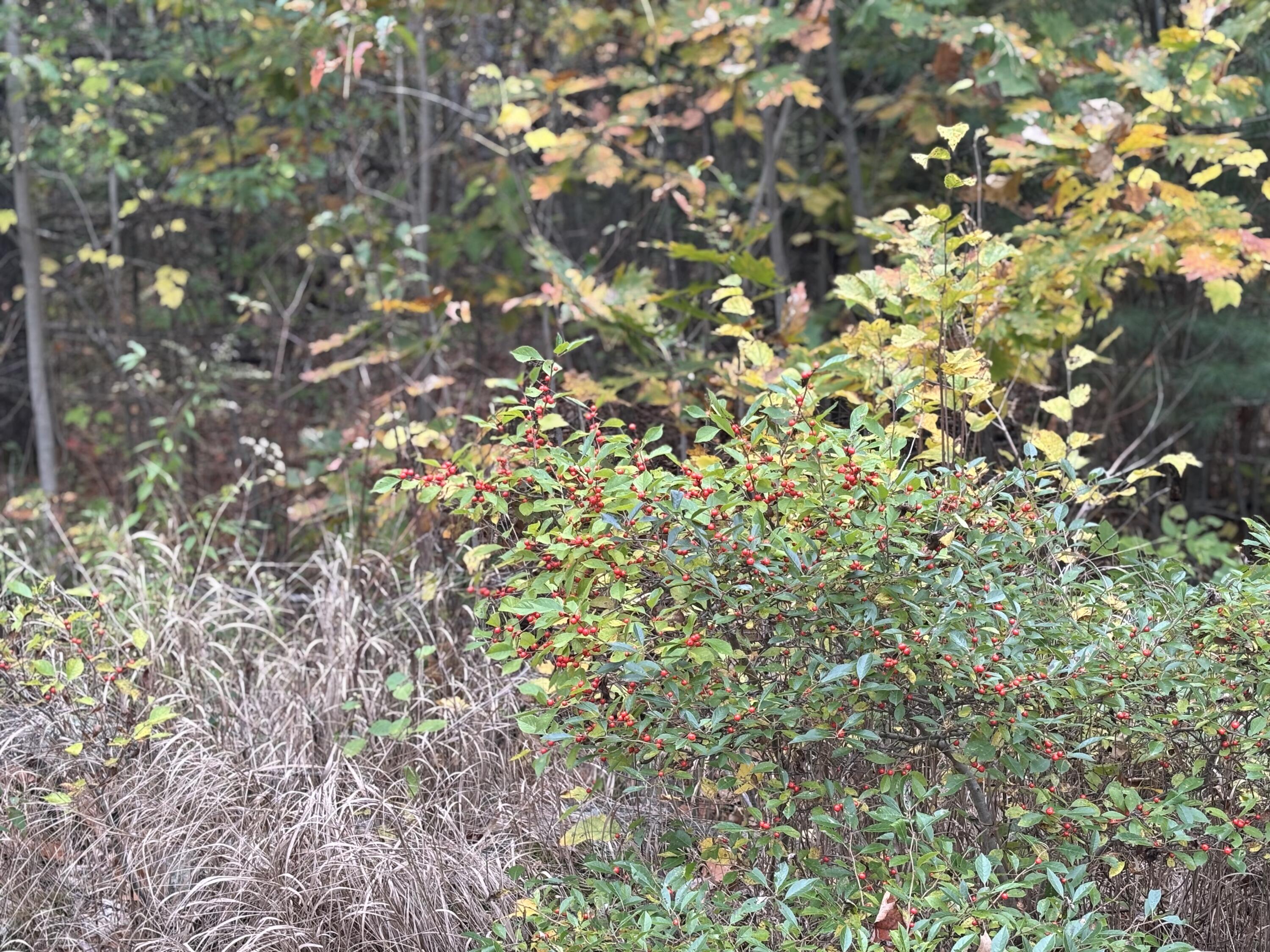 0 Beechland Road Ellsworth, ME 04605 - Photo 18 of 22 IMG_2198