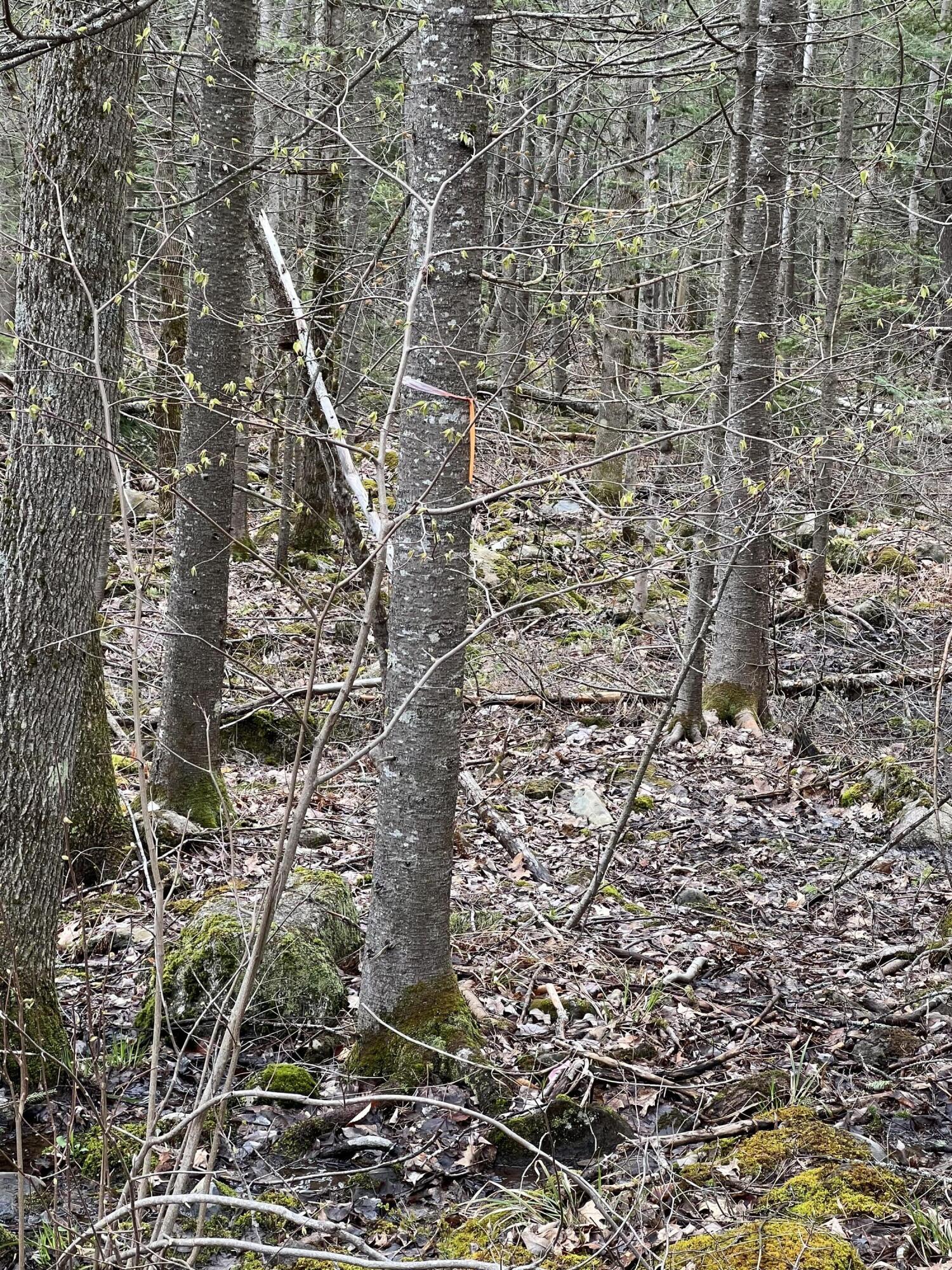Lot 42 Upper Hostile Valley Road Liberty, ME 04949 - Photo 6 of 19 IMG_3140