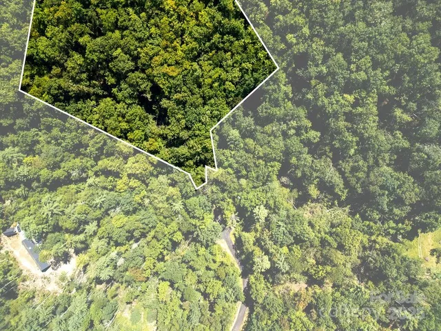 a view of a lush green forest
