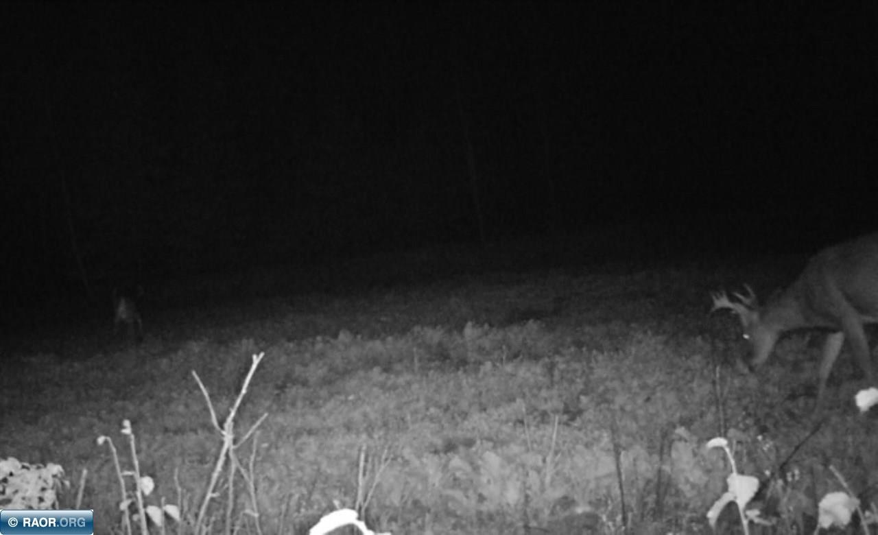 Tbd Mud Hole Road Side Lake, MN 55781 - Photo 21 of 24