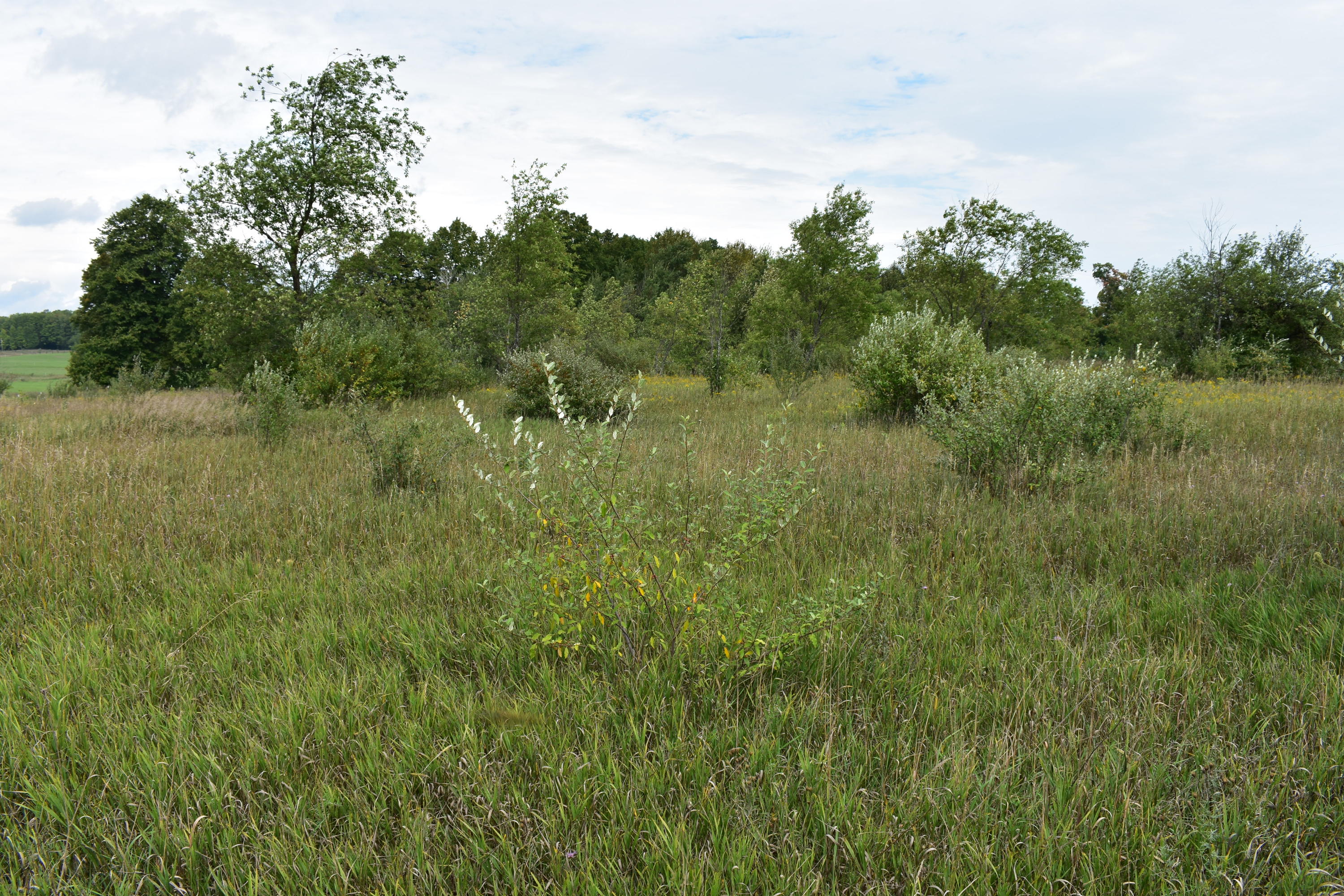 10130 Mouch Road Atlanta, MI 49709 - Photo 14 of 27 Gallery Image 14