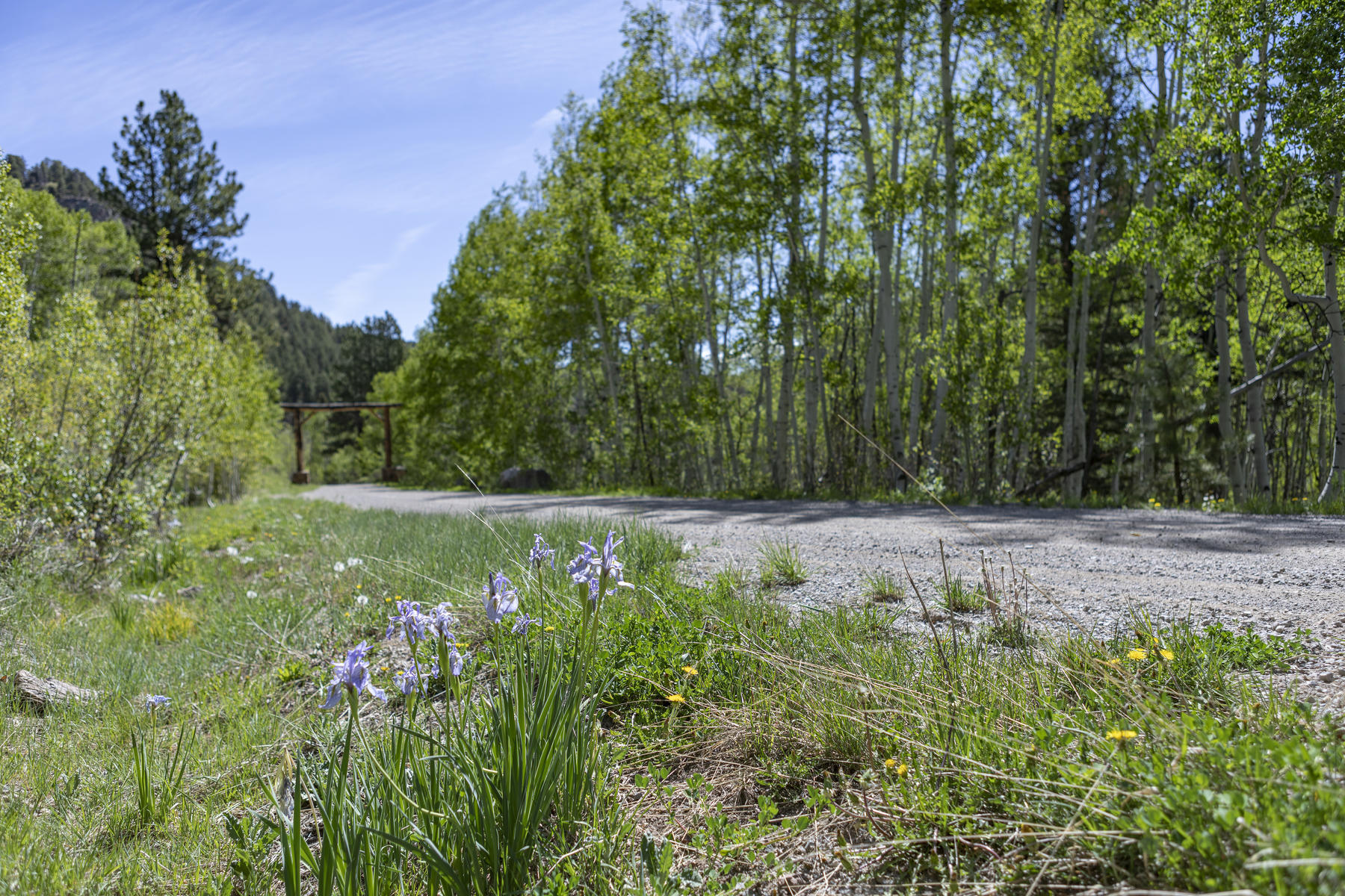 Lot 1 Sky Mountain Ranch Road Placerville, CO 81430 - Photo 12 of 13 a view of a garden