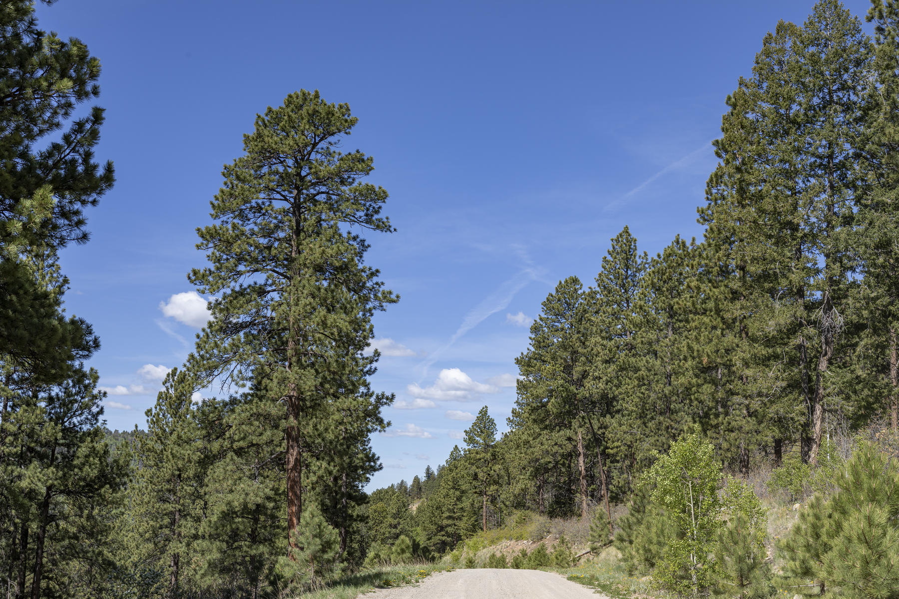 Lot 1 Sky Mountain Ranch Road Placerville, CO 81430 - Photo 13 of 13 a backyard of a house with lots of green space