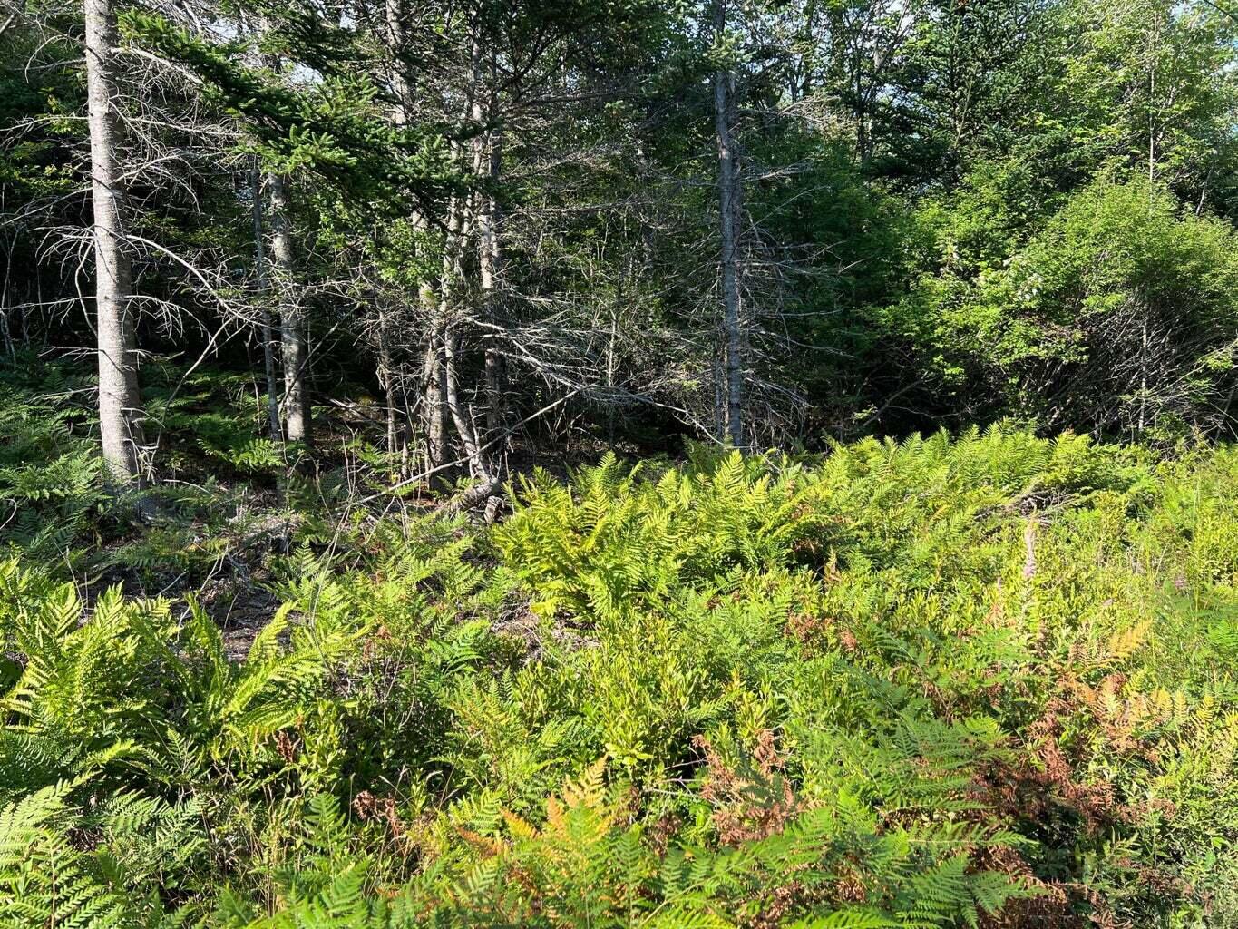 Lot #6 Zion Farm Road Vinalhaven, ME 04863 - Photo 4 of 5 20230617134938479601000000-o