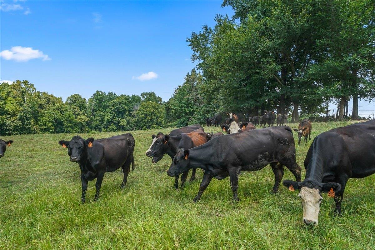 1040 Barlow Road Ripley, TN 38063 - Photo 22 of 35 a backyard of a house with table and chairs