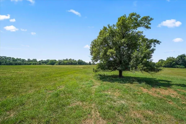 a view of a yard with a tree