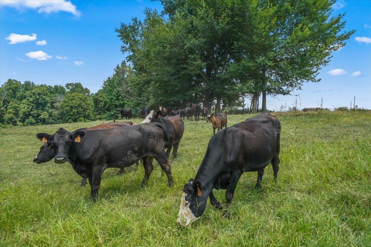 1040 Barlow Road Ripley, TN 38063 - Photo 4 of 35 a view of an outdoor space and yard