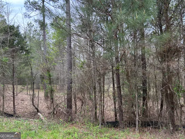 a view of a forest