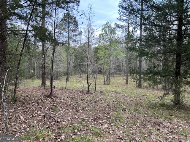 a view of a forest with trees
