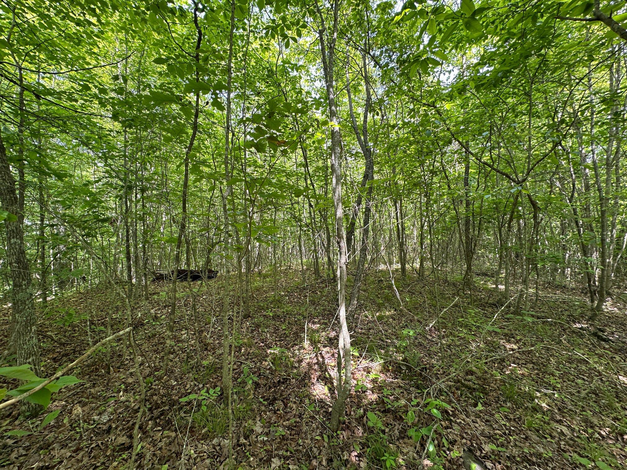 1802 River Road Williamsburg, KY 40769 - Photo 39 of 59 Woods