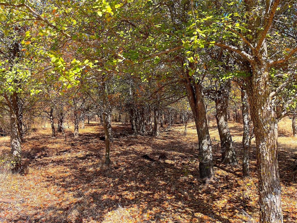10840 281st Highway Perrin, TX 76486 - Photo 16 of 40 a view of a forest with trees