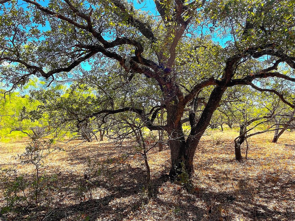 10840 281st Highway Perrin, TX 76486 - Photo 18 of 40 a view of tree in the yard