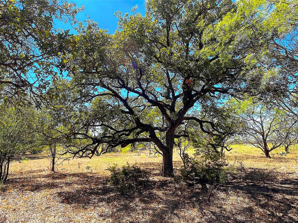 10840 281st Highway Perrin, TX 76486 - Photo 20 of 40 a view of a yard with a tree