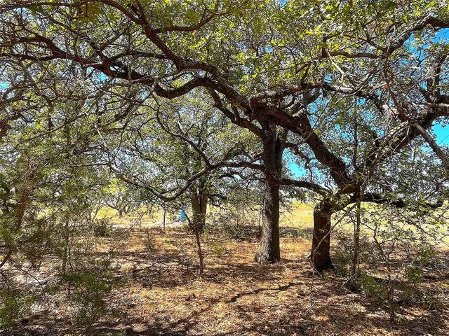 a view of a big yard with large trees