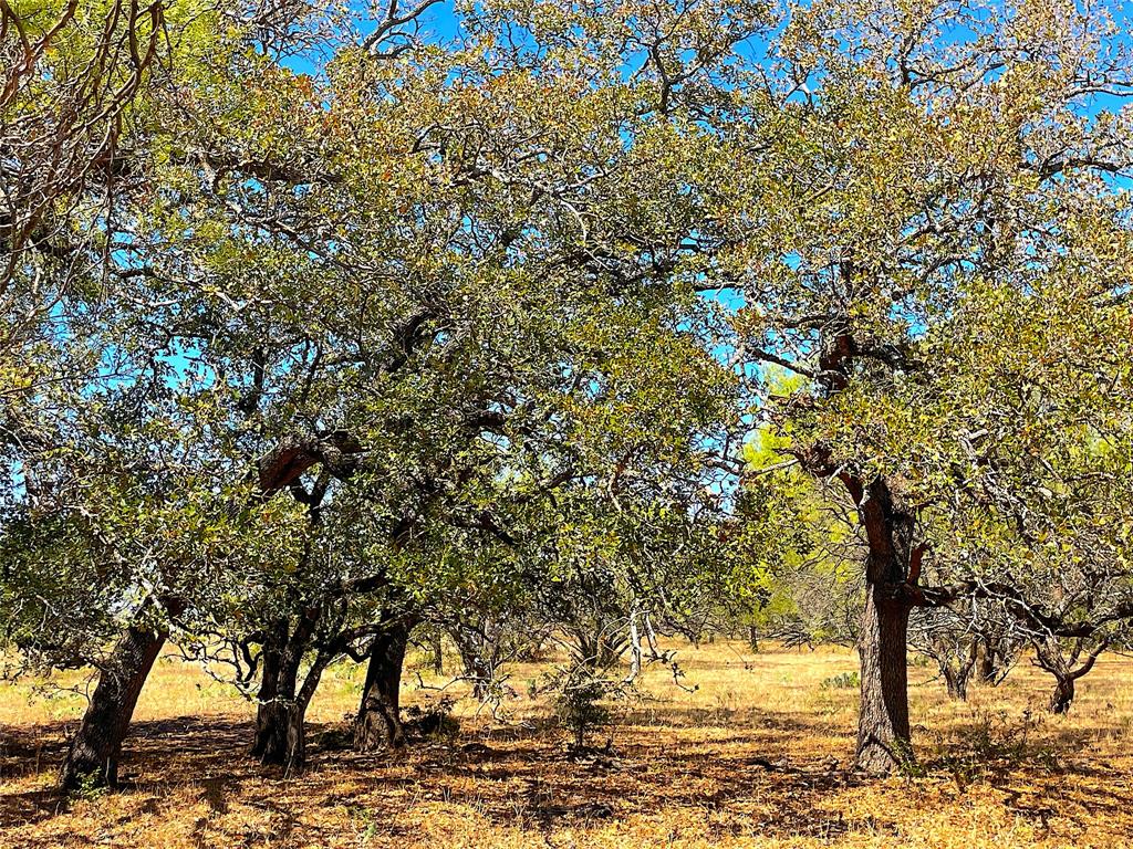 10840 281st Highway Perrin, TX 76486 - Photo 35 of 40 a view of a yard with a tree
