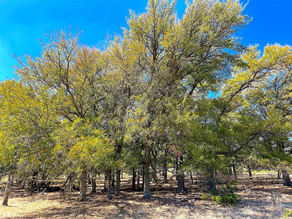 10840 281st Highway Perrin, TX 76486 - Photo 36 of 40 a view of a yard with plants and trees