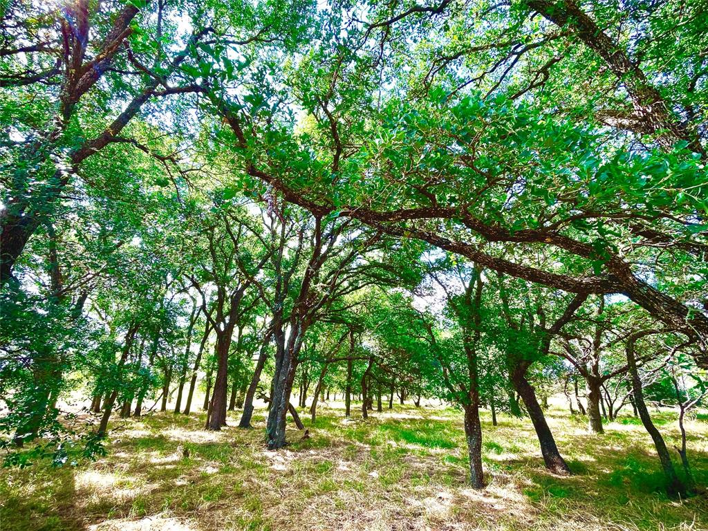 10840 281st Highway Perrin, TX 76486 - Photo 4 of 40 a view of outdoor space and trees