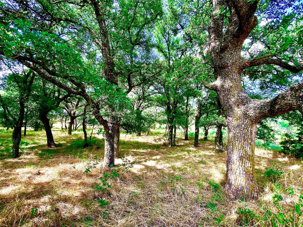 10840 281st Highway Perrin, TX 76486 - Photo 9 of 40 a view of a tree in a yard