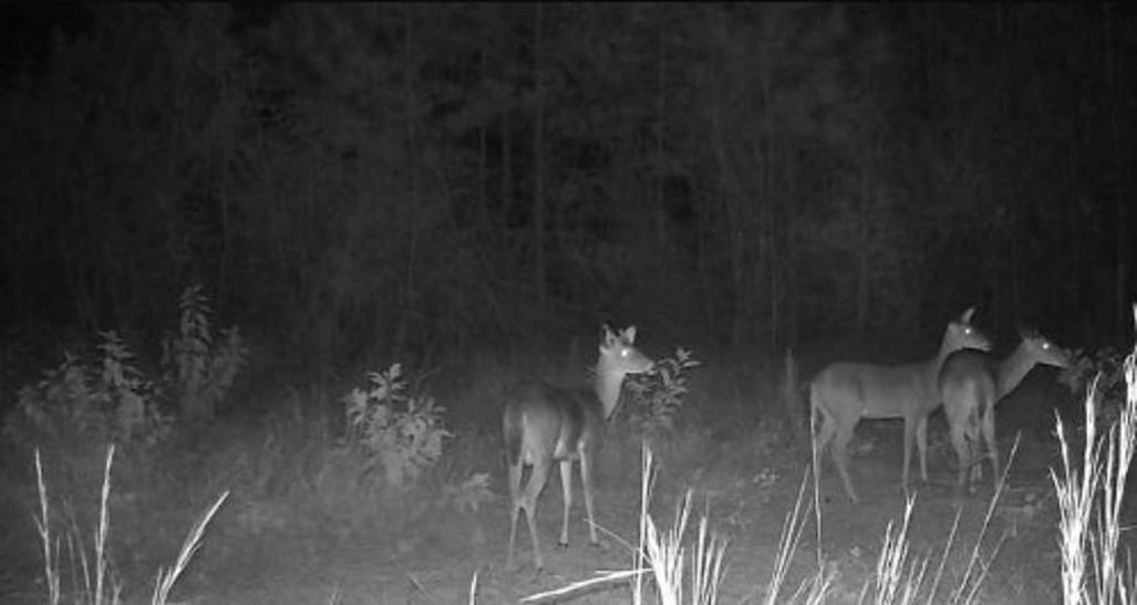 30141 Seed Orch Road Robertsdale, AL 36567 - Photo 3 of 11 Community