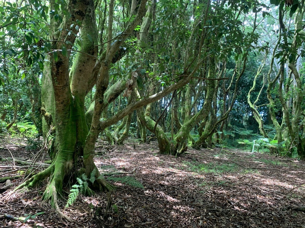 580 Hoaka Road Hilo, HI 96720 - Photo 8 of 8 a view of outdoor space and trees