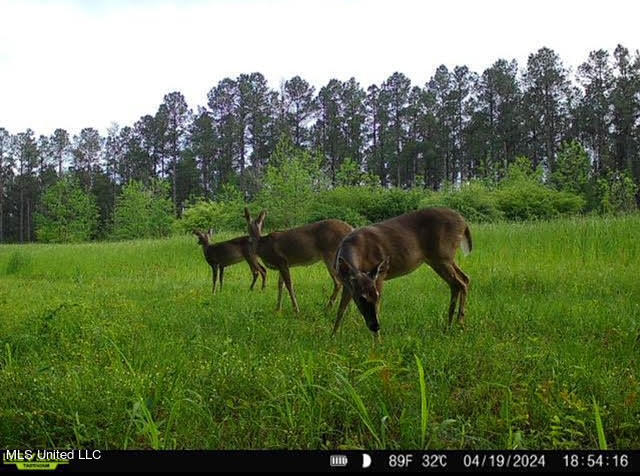 2 Mt Zion Road Magee, MS 39111 - Photo 34 of 35 64
