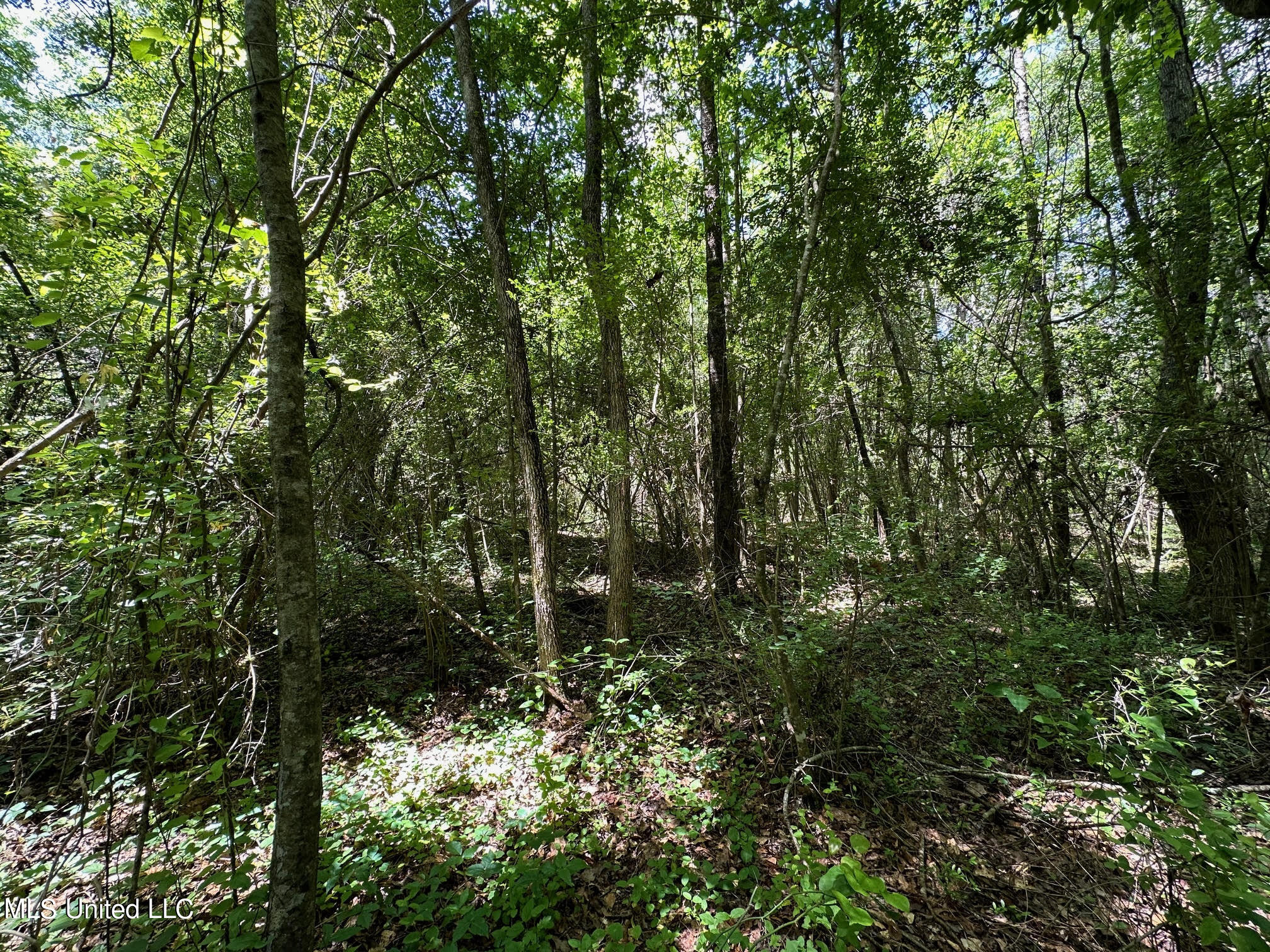 2 Mt Zion Road Magee, MS 39111 - Photo 7 of 35 11