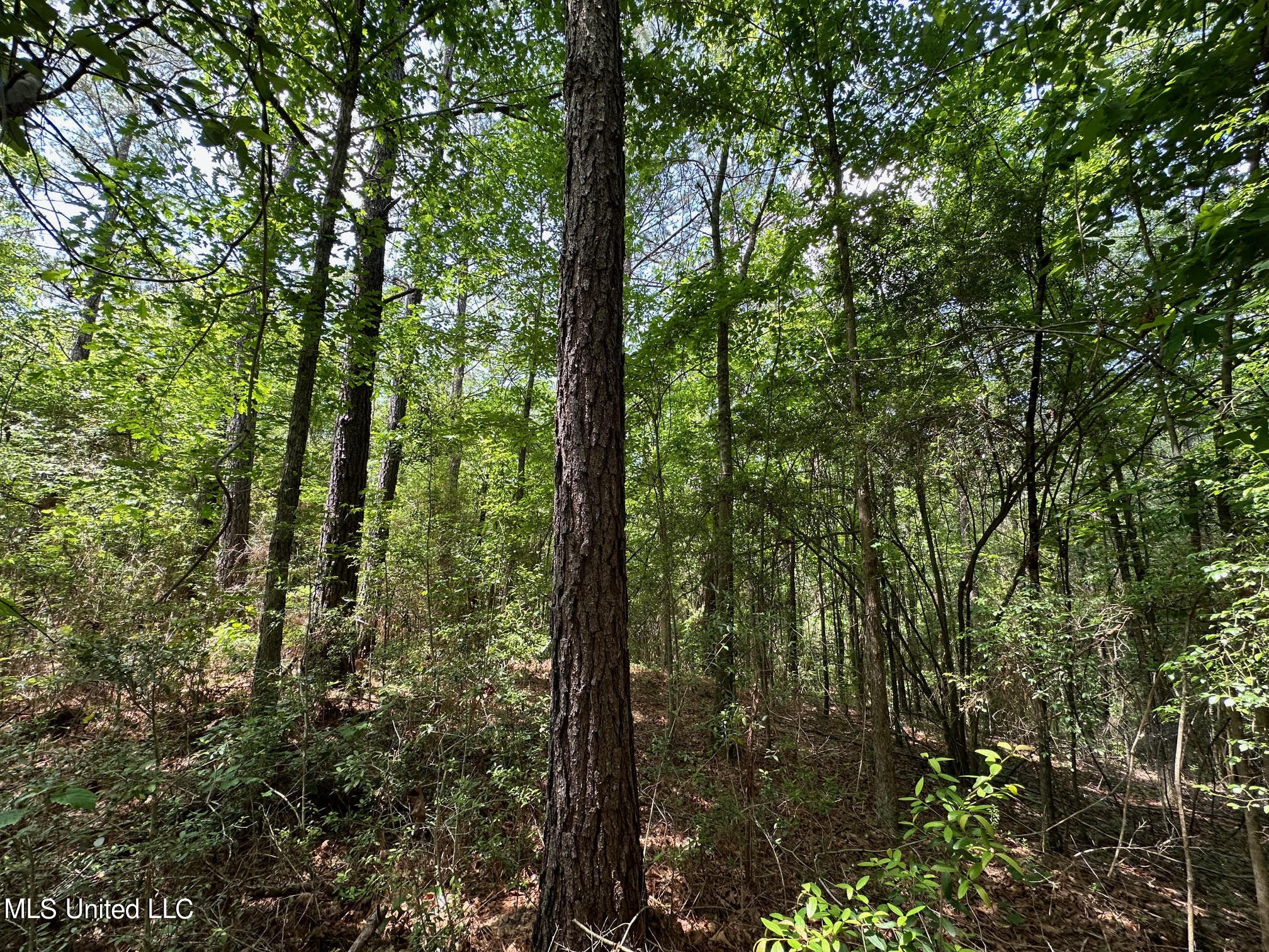 2 Mt Zion Road Magee, MS 39111 - Photo 10 of 35 14