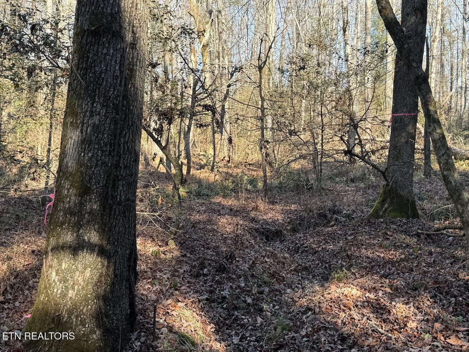 Mae Drive Jamestown, TN 38556 - Photo 8 of 11 0-1