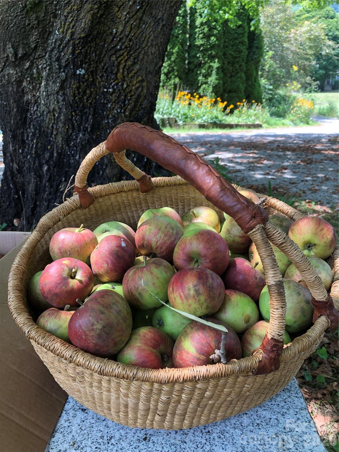 3 Taproot Trail Barnardsville, NC 28709 - Photo 45 of 48 a view of a garden filled with lots of fruit