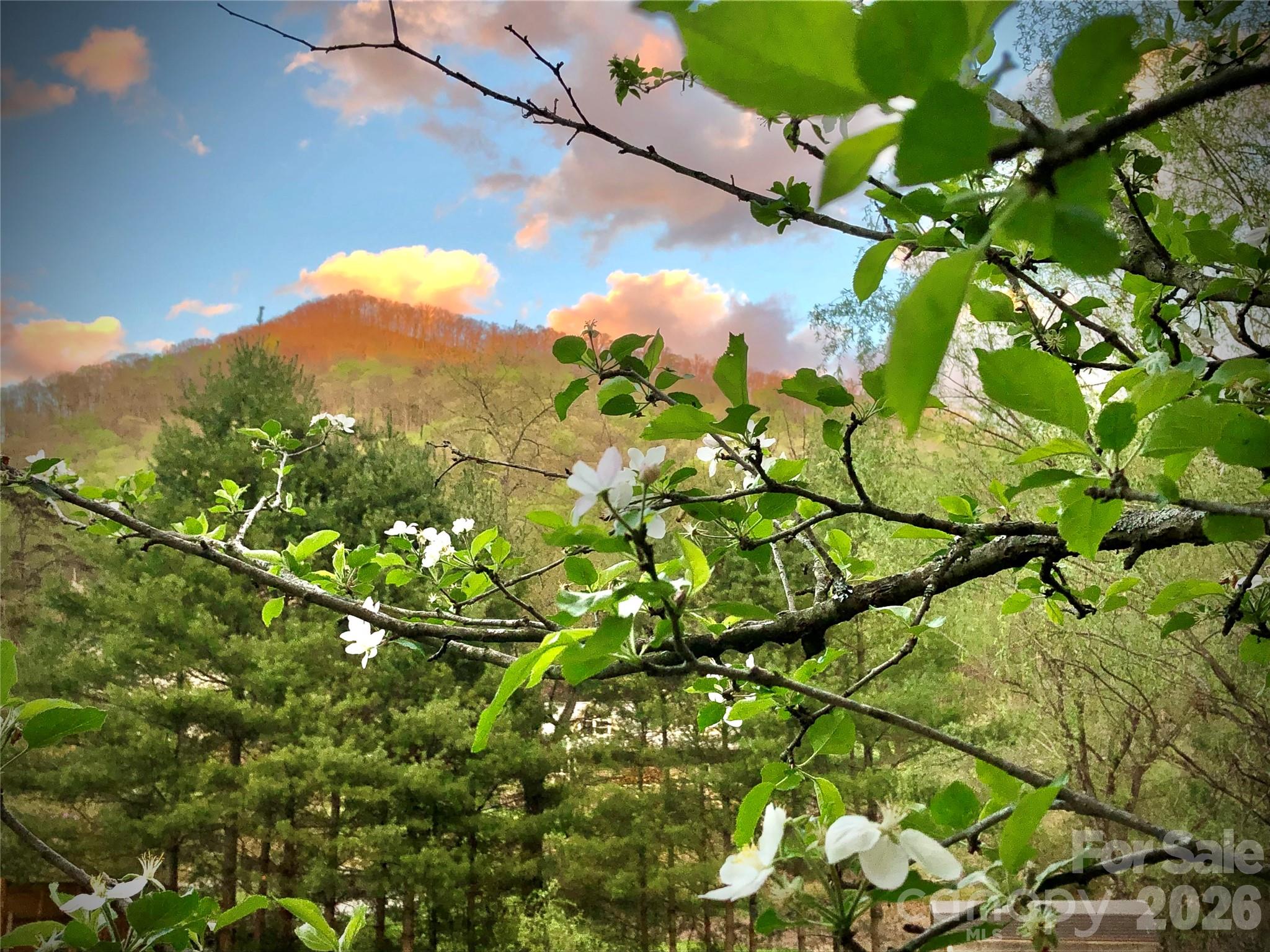 3 Taproot Trail Barnardsville, NC 28709 - Photo 47 of 48 a view of a tree