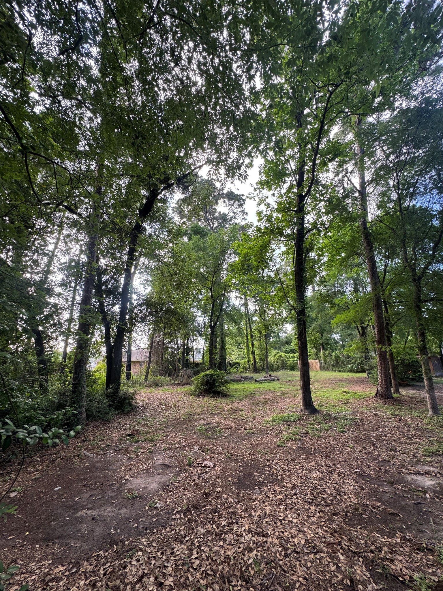 0 Sagewood Drive Spring, TX 77386 - Photo 2 of 8 a view of some trees in the forest