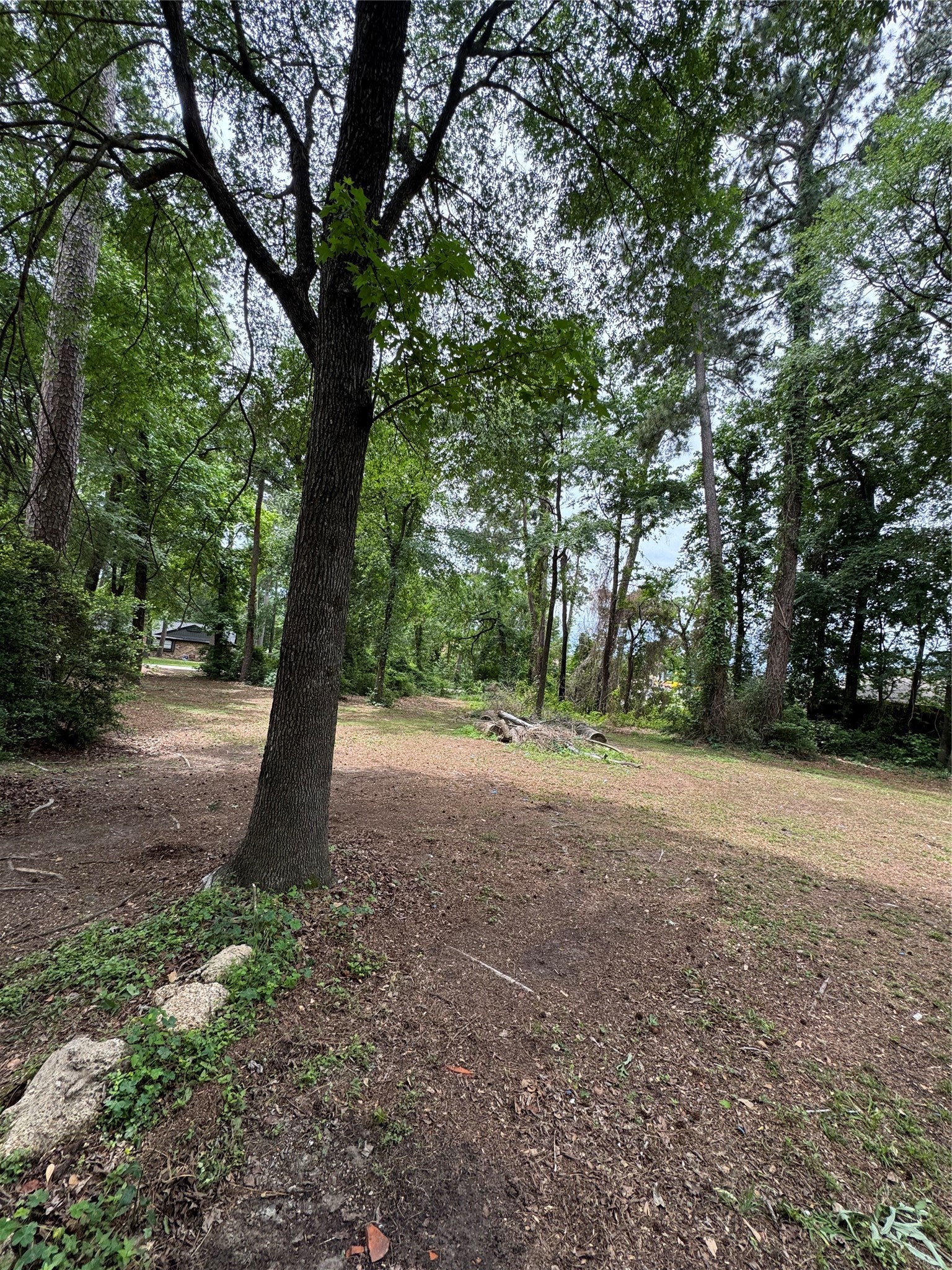 0 Sagewood Drive Spring, TX 77386 - Photo 5 of 8 a view of a tree in the middle of a yard