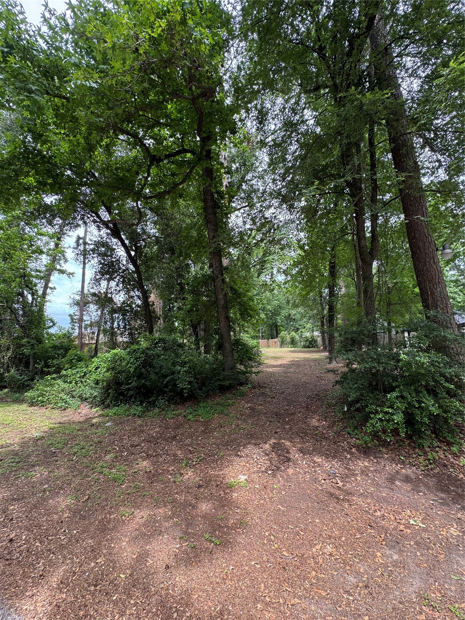0 Sagewood Drive Spring, TX 77386 - Photo 6 of 8 a view of a forest with trees in the background