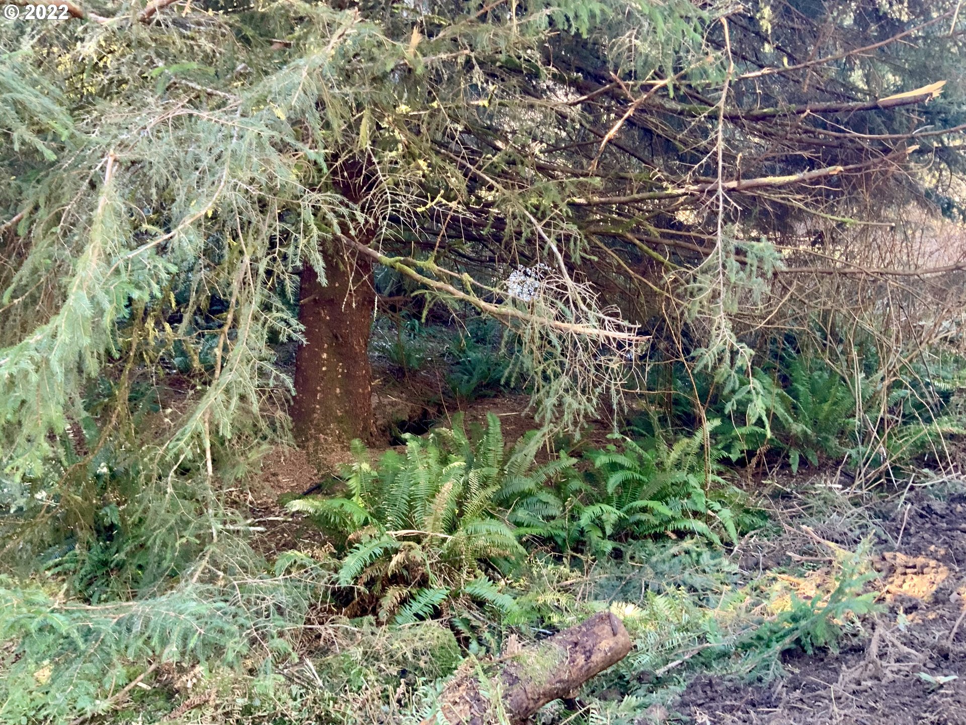 Mcdonald Road Brookings, OR 97415 - Photo 14 of 23 a backyard of a house with lots of plants and trees