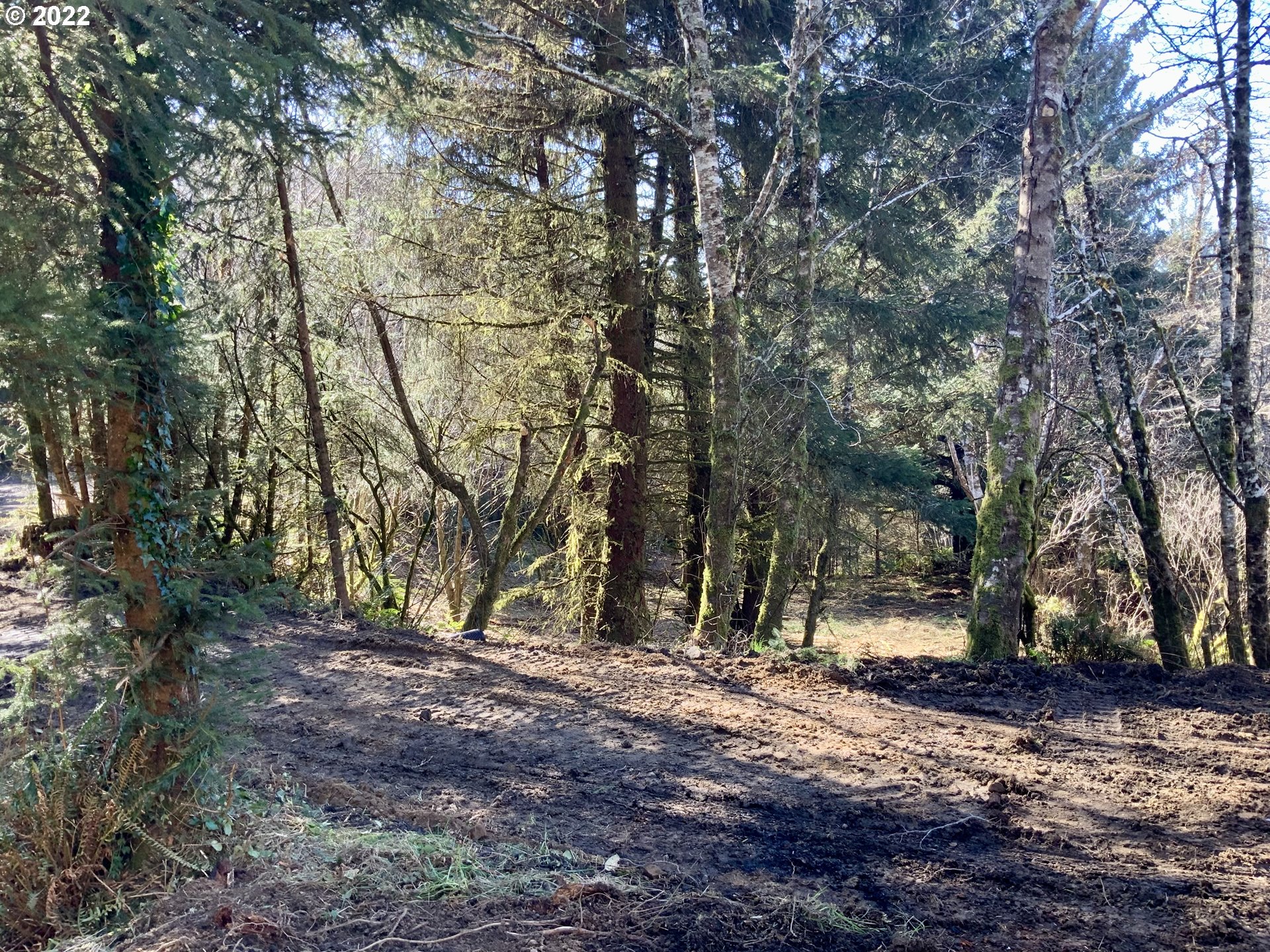 Mcdonald Road Brookings, OR 97415 - Photo 18 of 23 a view of tree