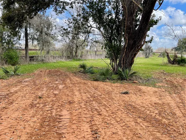 a view of a yard with plants and a large tree